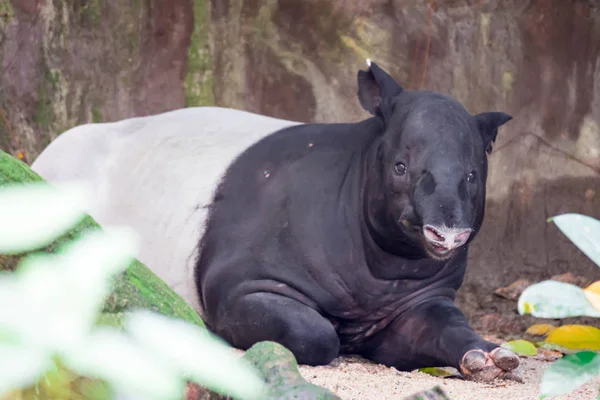 Tapir Malaio Tapir Asiático Cipan Tapir Tenuk Badak Tampung Tapirus — Fotografia de Stock