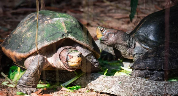 Tartarugas Diapids Testudines Solo Procura Comida Uma Foto Vida Selvagem — Fotografia de Stock
