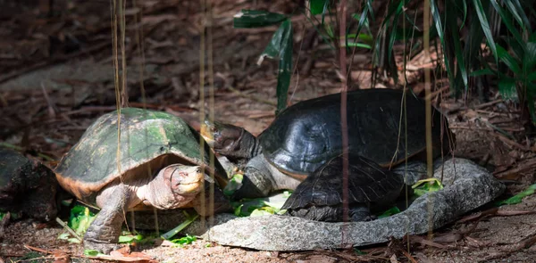 Tartarugas Diapids Testudines Solo Procura Comida Uma Foto Vida Selvagem — Fotografia de Stock