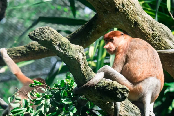 一只长鼻猴 Bekantan 鼻猴在树上吃树叶 绿色背景的多彩野生动物照片 — 图库照片