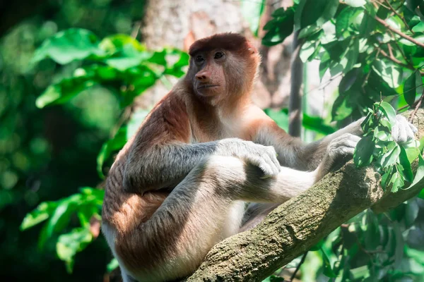 Mono Proboscis Bekantan Nasalis Larvatus Árbol Mientras Come Las Hojas — Foto de Stock