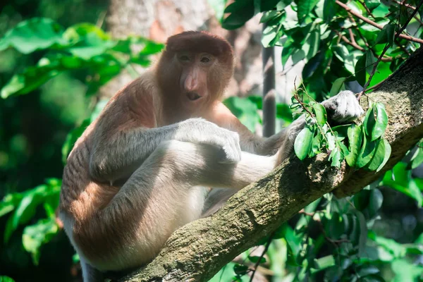 Mono Proboscis Bekantan Nasalis Larvatus Árbol Mientras Come Las Hojas — Foto de Stock