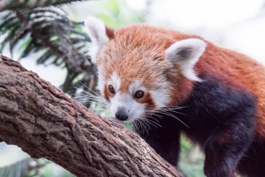 Çok şirin red panda olarak da adlandırılan küçük panda, kırmızı ayı-kedi ve kırmızı kedi-ayı Ailurus fulgens gıda Asya herhangi bir yerinde bir hayvanat bahçesi ararken