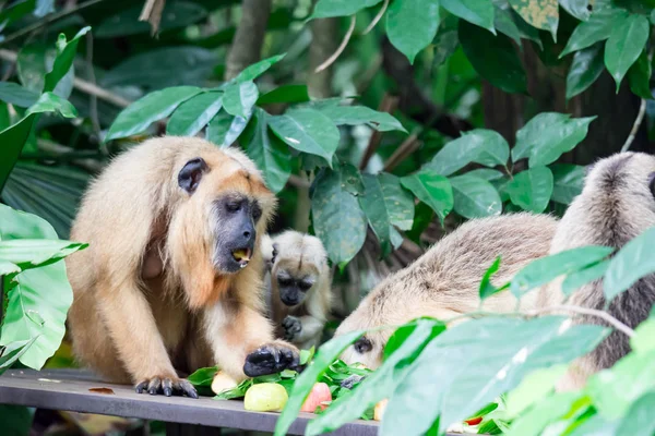 长臂猿猿或猴 Hylobatidae 同时携带和照顾她的孩子 五颜六色的野生动物与绿色自然背景的照片 — 图库照片