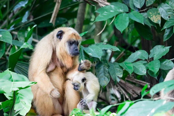 Gibbons Apina Tai Apina Hylobatidae Odottaessaan Hoitaessaan Lastaan Värikäs Kuva — kuvapankkivalokuva