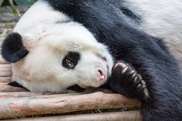 Adult Giant Panda bear feeling lazy and sleeping on a wood in a zoo. Tired and sleepy panda bear.