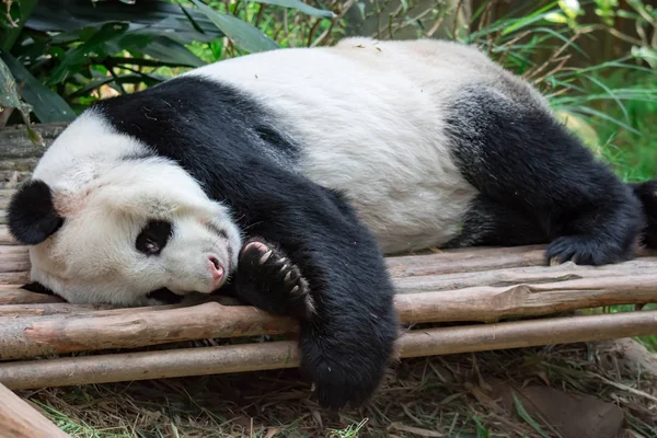 Urso Panda Gigante Adulto Sentindo Preguiçoso Dormindo Uma Floresta Zoológico — Fotografia de Stock