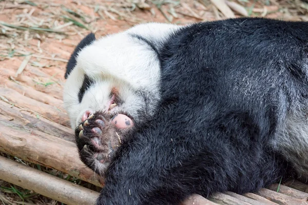 Panda Gigante Adulto Siente Perezoso Duerme Sobre Bosque Zoológico Oso — Foto de Stock