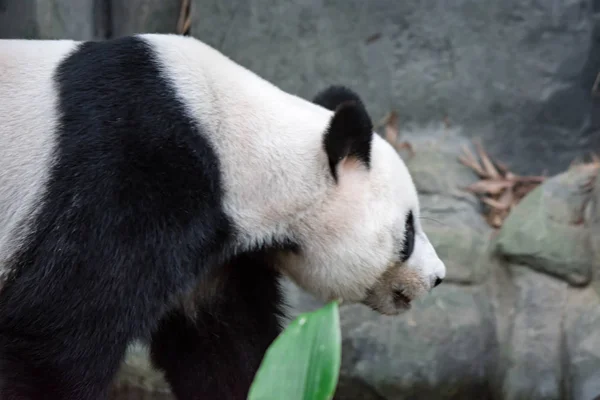 Oso Panda Gigante Adulto Mientras Busca Comida Zoológico Singapur — Foto de Stock