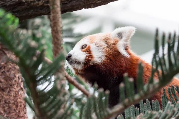 A very cute The red panda, also called the lesser panda, the red bear-cat, and the red cat-bear Ailurus fulgens while looking for food in a zoo somewhere in Asia