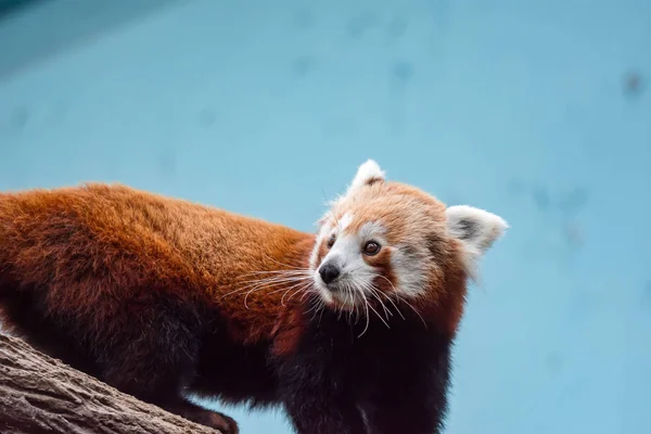 A very cute The red panda, also called the lesser panda, the red bear-cat, and the red cat-bear Ailurus fulgens while looking for food in a zoo somewhere in Asia