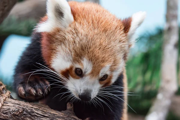 Very Cute Red Panda Also Called Lesser Panda Red Bear — Stock Photo, Image