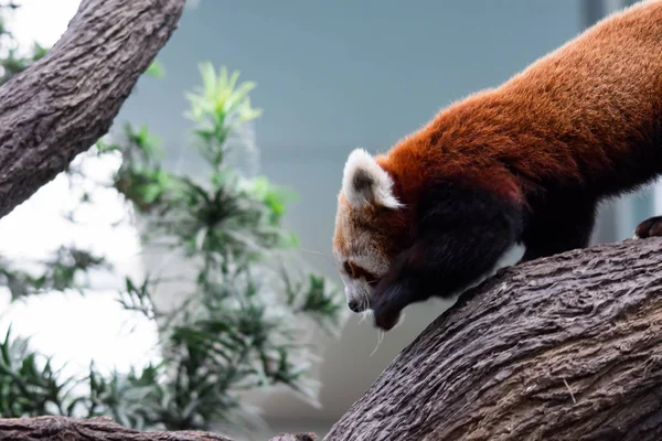 Panda Très Mignon Panda Rouge Aussi Appelé Petit Panda Ours — Photo
