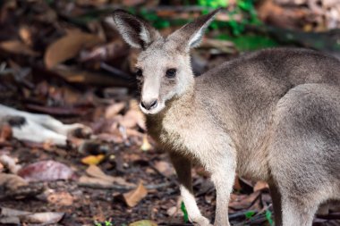 Doğu gri kanguru Macropus giganteus merakla bakıyor ve gözlemleyerek. Doğa ve yeşil bir arka plan ile bir renkli yaban hayatı fotoğraf