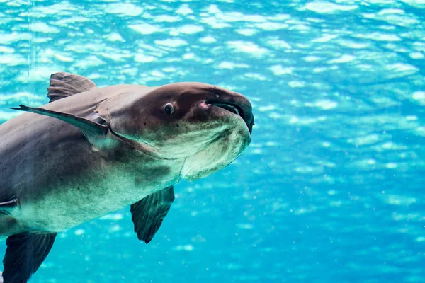 An endangered mekong giant catfish Pangasianodon gigas while swimming on a blue water aquarium somewhere in asia