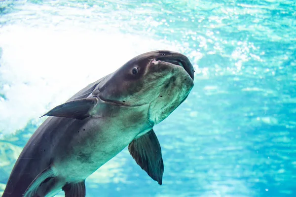 An endangered mekong giant catfish Pangasianodon gigas while swimming on a blue water aquarium somewhere in asia