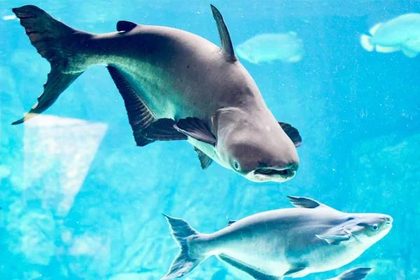 An endangered mekong giant catfish Pangasianodon gigas while swimming on a blue water aquarium somewhere in asia