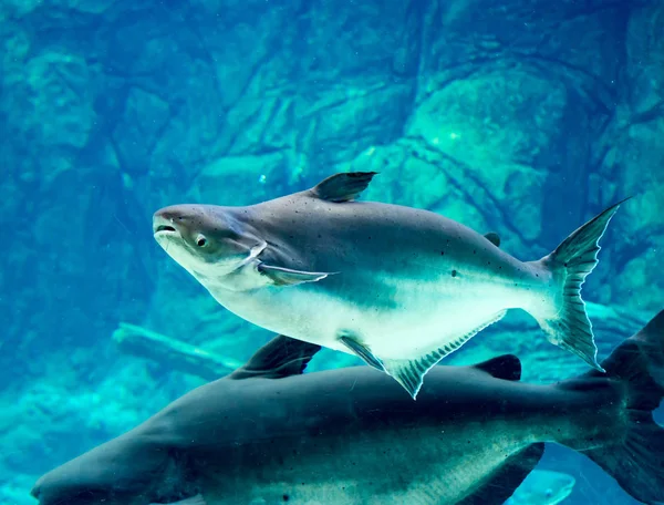 An endangered mekong giant catfish Pangasianodon gigas while swimming on a blue water aquarium somewhere in asia