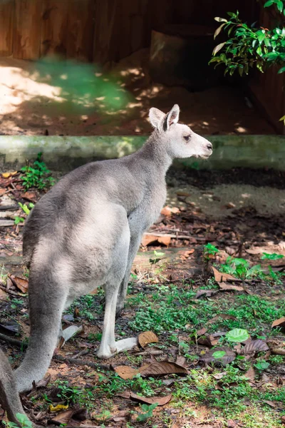 Canguro Gris Oriental Macropus Giganteus Curiosamente Mirando Observando Una Colorida —  Fotos de Stock