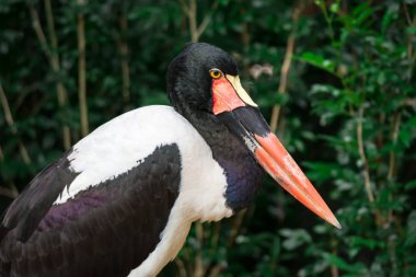 Bir eyer closeup çekim leylek Ephippiorhynchus senegalensis Singapur Hayvanat Bahçesi olarak faturalandırılır. Yeşil arka plana sahip renkli yaban hayatı fotoğraf