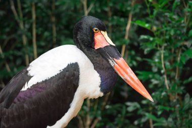 Bir eyer closeup çekim leylek Ephippiorhynchus senegalensis Singapur Hayvanat Bahçesi olarak faturalandırılır. Yeşil arka plana sahip renkli yaban hayatı fotoğraf