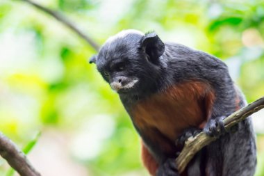 Kırmızı karınlı tamarin veya beyaz pembe maymun Saguinus labiatus bir ormanda keşfetmek dudaklı. Yeşil Doğa arka plan ile bir renkli yaban hayatı fotoğraf