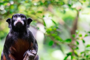 Kırmızı karınlı tamarin veya beyaz pembe maymun Saguinus labiatus bir ormanda keşfetmek dudaklı. Yeşil Doğa arka plan ile bir renkli yaban hayatı fotoğraf