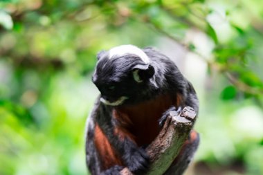 Kırmızı karınlı tamarin veya beyaz pembe maymun Saguinus labiatus bir ormanda keşfetmek dudaklı. Yeşil Doğa arka plan ile bir renkli yaban hayatı fotoğraf