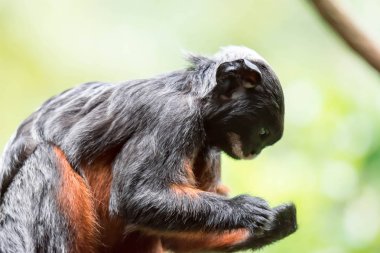 Kırmızı karınlı tamarin veya beyaz pembe maymun Saguinus labiatus bir ormanda keşfetmek dudaklı. Yeşil Doğa arka plan ile bir renkli yaban hayatı fotoğraf