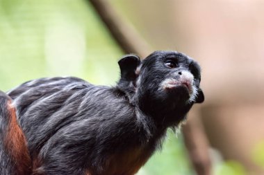 Kırmızı karınlı tamarin veya beyaz pembe maymun Saguinus labiatus bir ormanda keşfetmek dudaklı. Yeşil Doğa arka plan ile bir renkli yaban hayatı fotoğraf