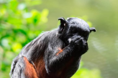 Kırmızı karınlı tamarin veya beyaz pembe maymun Saguinus labiatus bir ormanda keşfetmek dudaklı. Yeşil Doğa arka plan ile bir renkli yaban hayatı fotoğraf