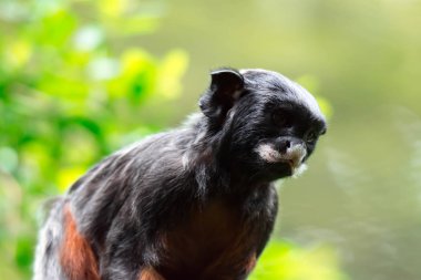 Kırmızı karınlı tamarin veya beyaz pembe maymun Saguinus labiatus bir ormanda keşfetmek dudaklı. Yeşil Doğa arka plan ile bir renkli yaban hayatı fotoğraf