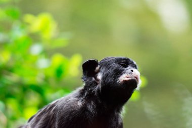 Kırmızı karınlı tamarin veya beyaz pembe maymun Saguinus labiatus bir ormanda keşfetmek dudaklı. Yeşil Doğa arka plan ile bir renkli yaban hayatı fotoğraf