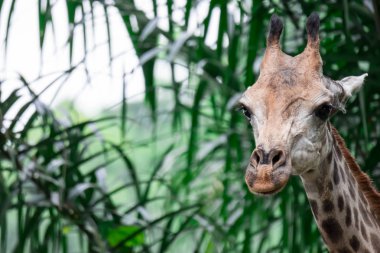 Bir zürafa zürafa Giraffe's kafa bir hayvanat bahçesi Asya herhangi bir yerinde bir portre fotoğraf. Renkli yaban hayatı fotoğraf bulanık arka planı yeşil ile