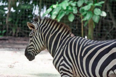 Bir ortak bayağı zebra Equus quagga Singapur bir yerde bir parkta Başkanı ccloseup fotoğrafını. Doğa arka plan ile renkli yaban hayatı fotoğraf