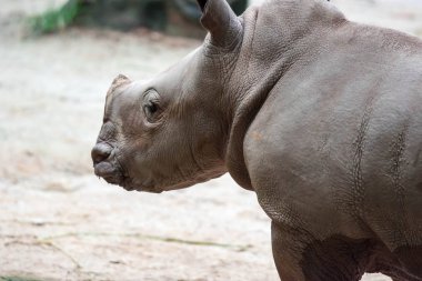 Bir bebek beyaz gergedan veya kare dudaklı gergedan Ceratotherium simum Singapur bir parkta oynarken bir closeup çekim. Doğa fotoğraf yaban hayatı ile