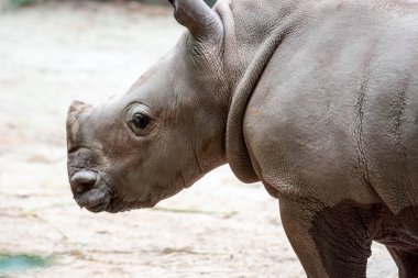 Bir bebek beyaz gergedan veya kare dudaklı gergedan Ceratotherium simum Singapur bir parkta oynarken bir closeup çekim. Doğa fotoğraf yaban hayatı ile