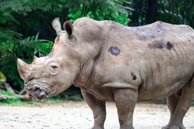 Bir beyaz gergedan veya kare dudaklı gergedan Ceratotherium simum kafa Singapur bir parkta oynarken bir closeup çekim. Doğa fotoğraf renkli yaban hayatı resim