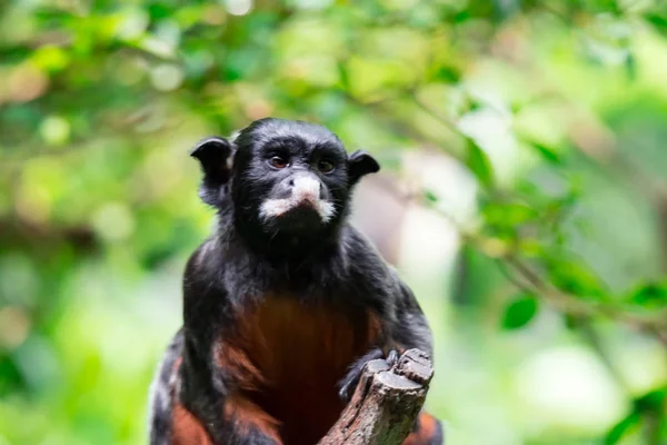 Tamarin Vientre Rojo Tamarin Labial Blanco Saguinus Labiatus Mientras Explora — Foto de Stock