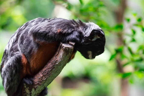 Tamarin Ventre Rouge Tamarin Lèvres Blanches Saguinus Labiatus Explorant Arbre — Photo