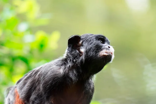 Tamarin Ventre Rouge Tamarin Lèvres Blanches Saguinus Labiatus Explorant Arbre — Photo