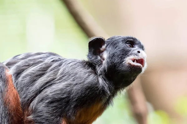 Tamarin Vientre Rojo Tamarin Labial Blanco Saguinus Labiatus Mientras Explora — Foto de Stock