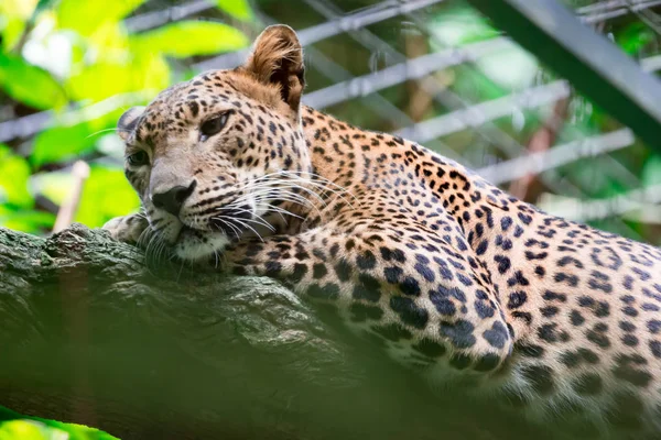 Een Luipaard Panter Panthera Pardus Terwijl Rustend Een Boomtak Een — Stockfoto