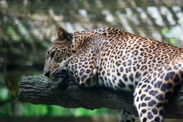 Леопардовая Пантера Panthera Pardus Отдыхающая Ветке Дерева Зоопарке Сингапуре Красочное — стоковое фото