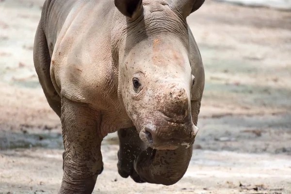 A closeup shot of a baby white rhinoceros or square-lipped rhino Ceratotherium simum while playing in a park in singapore. Nature photo with wildlife