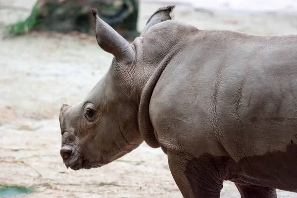 Close Rinoceronte Branco Bebê Rinoceronte Quadrado Lipped Ceratotherium Simum Enquanto — Fotografia de Stock