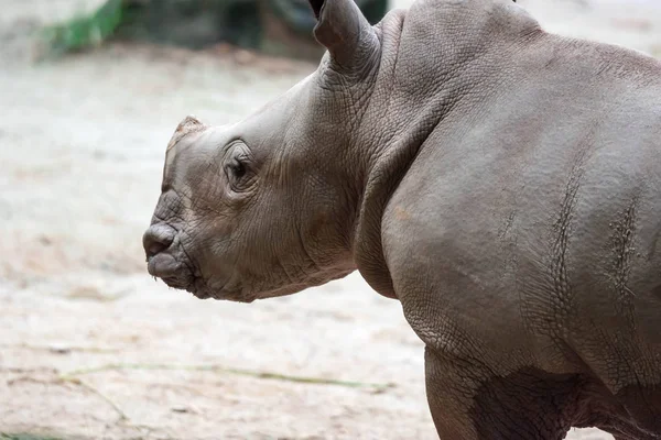 Primo Piano Piccolo Rinoceronte Bianco Rinoceronte Forma Quadrata Ceratotherium Simum — Foto Stock