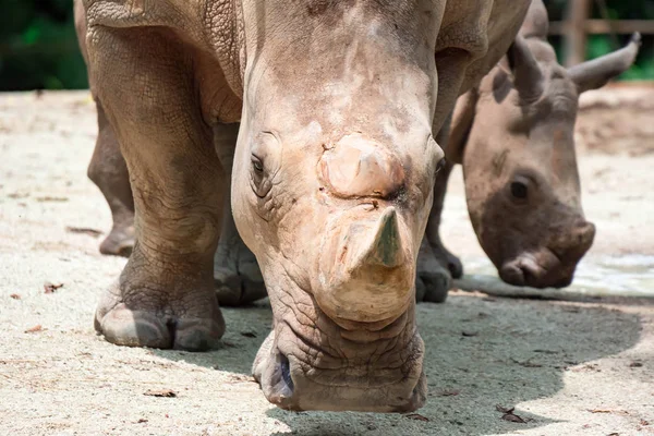 A closeup shot of a baby white rhinoceros or square-lipped rhino Ceratotherium simum while playing in a park in singapore. Nature photo with wildlife