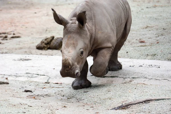 Primo Piano Piccolo Rinoceronte Bianco Rinoceronte Forma Quadrata Ceratotherium Simum — Foto Stock