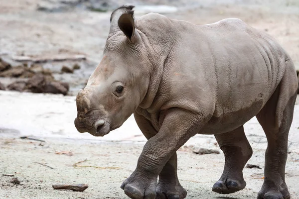 A closeup shot of a baby white rhinoceros or square-lipped rhino Ceratotherium simum while playing in a park in singapore. Nature photo with wildlife